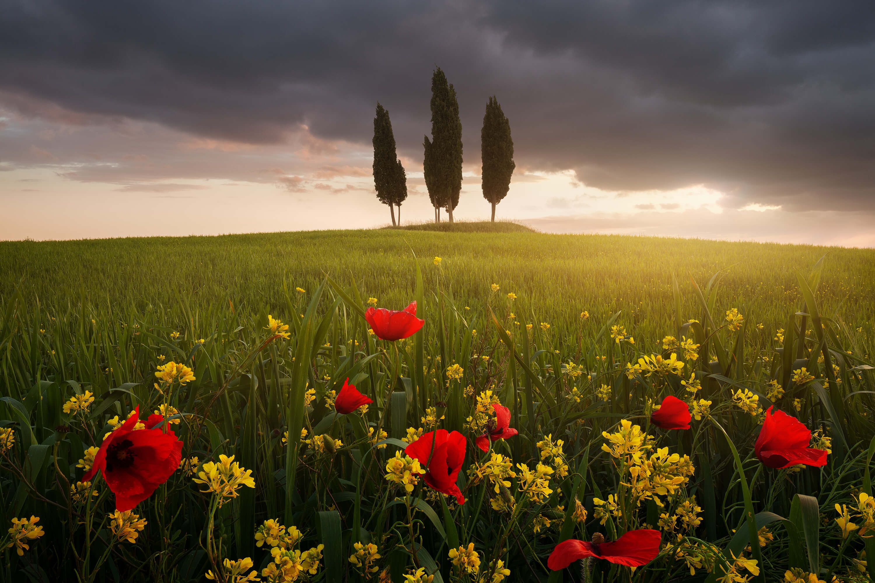 Landscape Blooming Tuscany