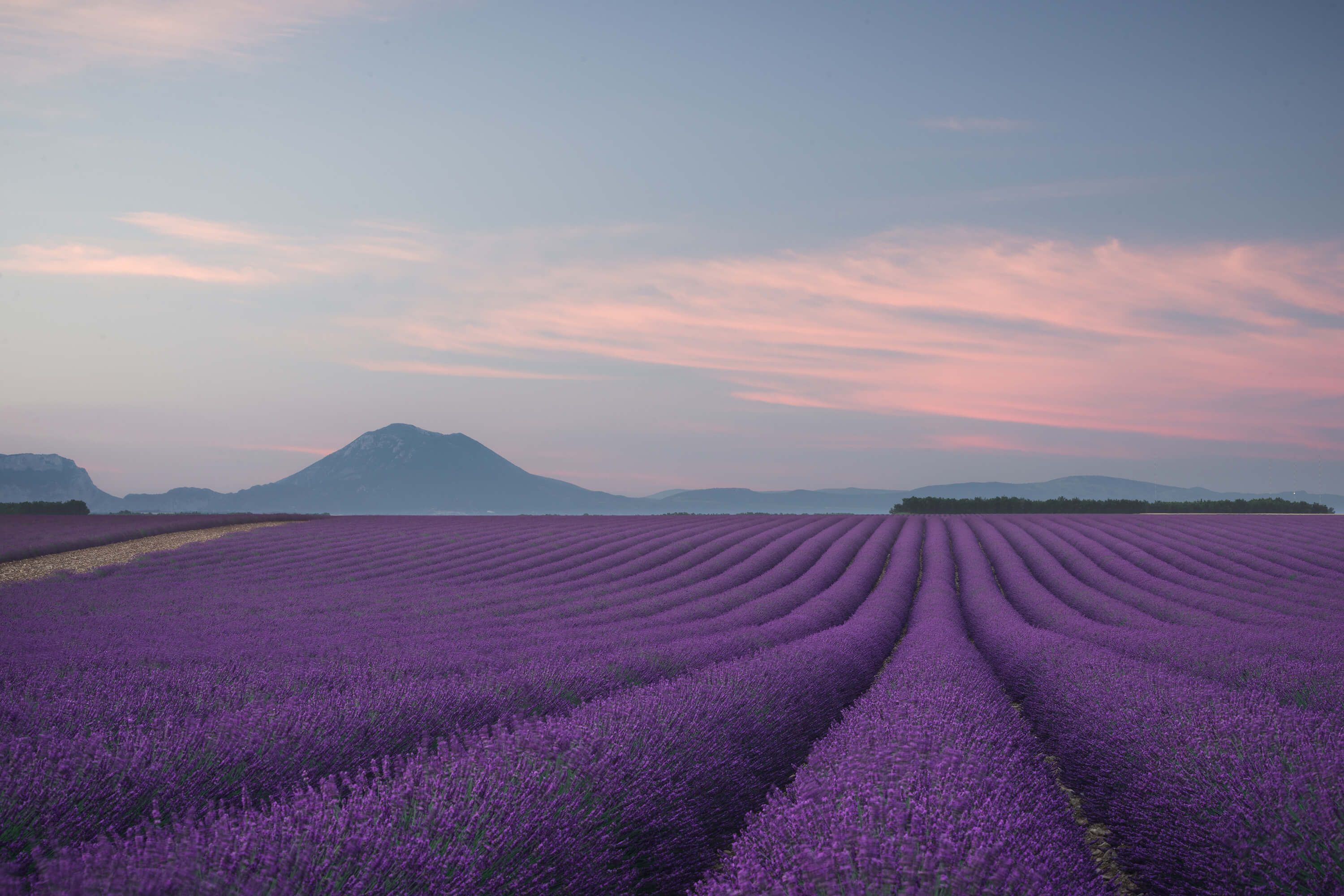 Landscape Lavender field