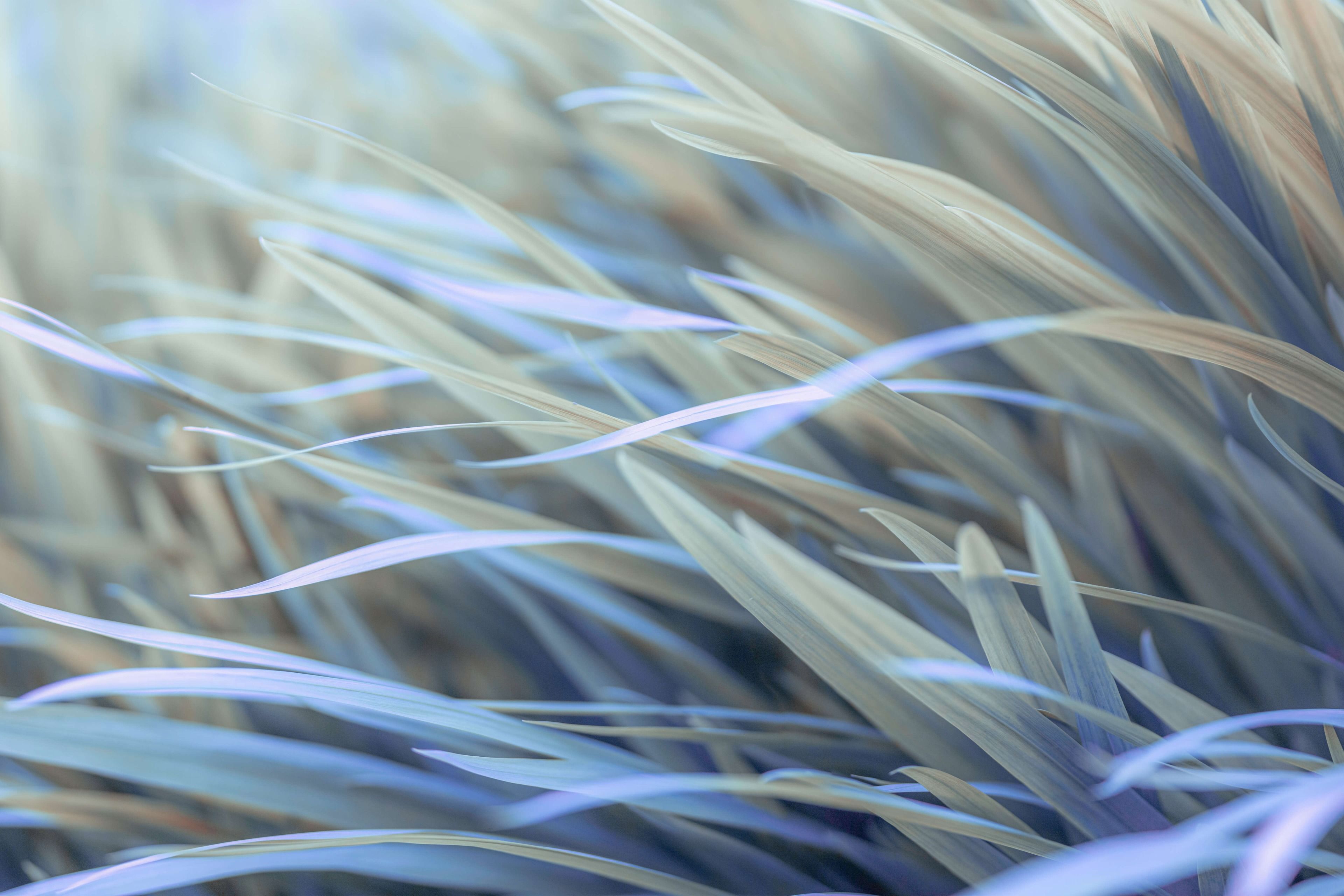 Grass Grass
