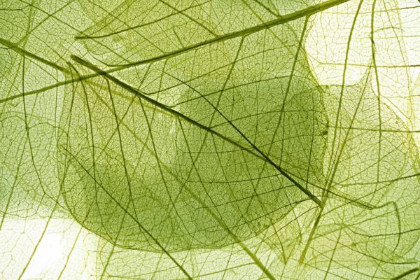 Feuilles vertes