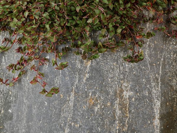 Jardinière
