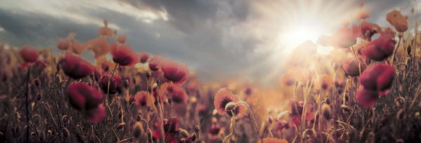 Coquelicots d'époque