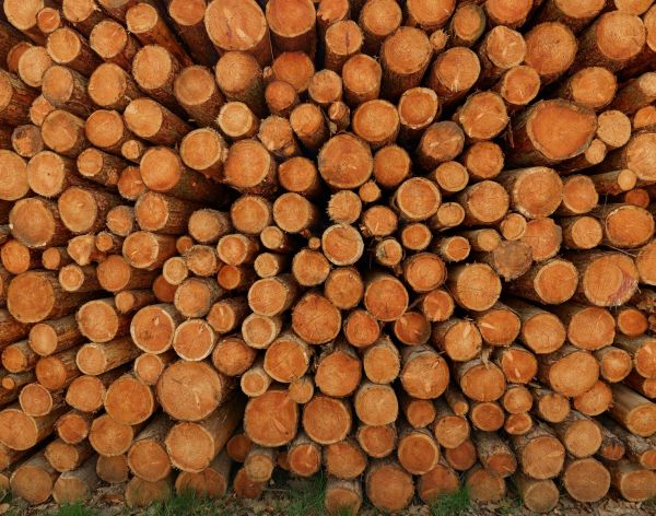 Pile de troncs d'arbres sombres