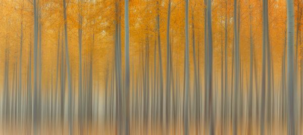 Autumn Light