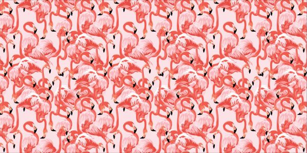 Flamants roses exotiques