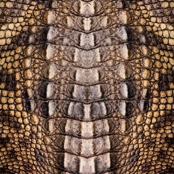 Texture crocodile