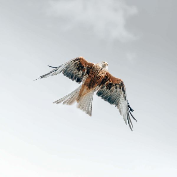 Cerf-volant rouge dans le ciel
