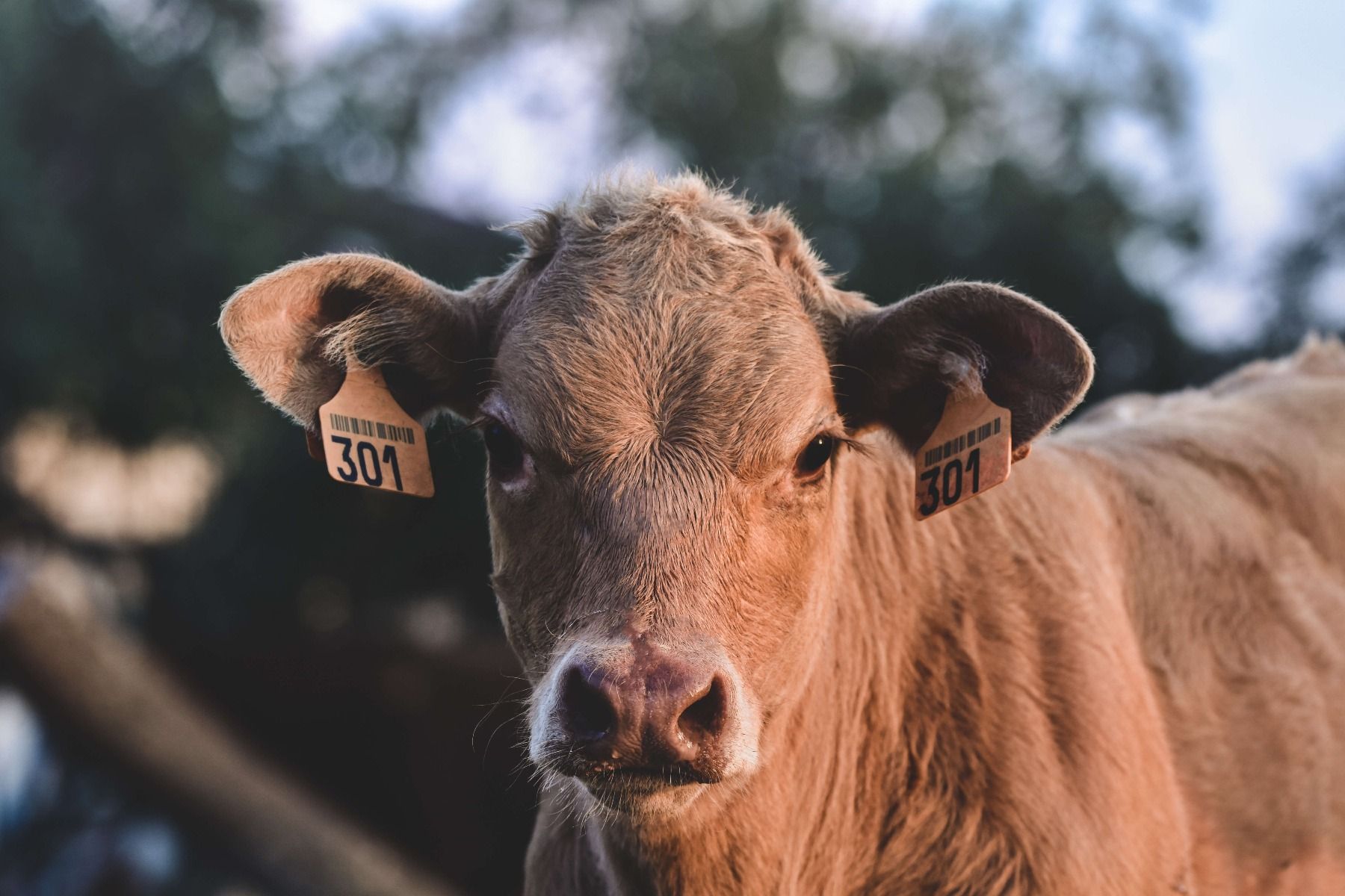 Gros plan sur la vache