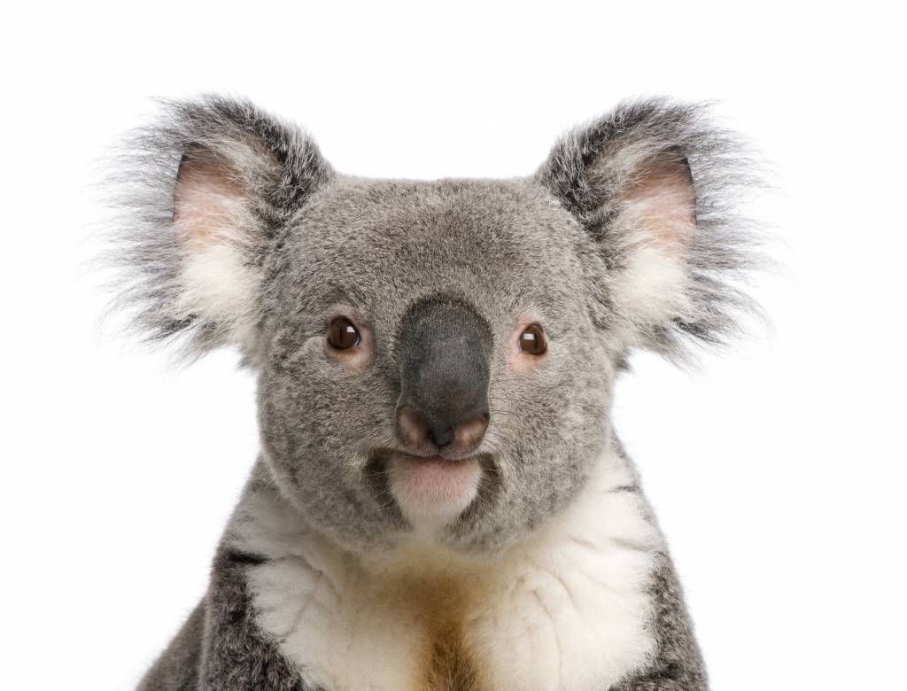 Photo d'un koala main product photo