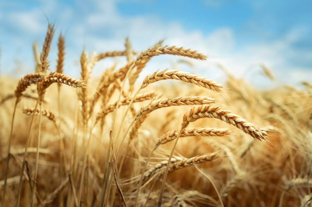 Céréales main product photo