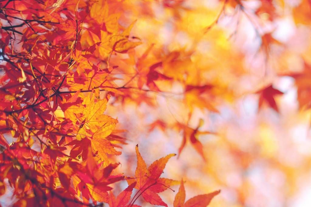 Feuilles d'automne main product photo