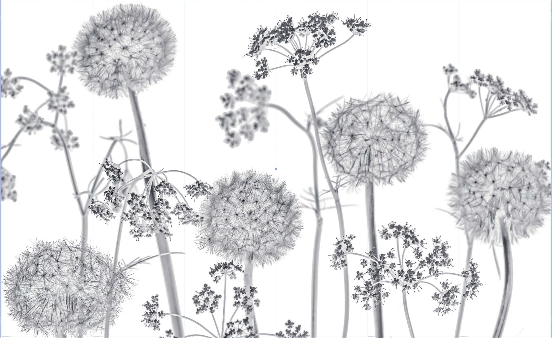Meadow bloemen in zwart-wit - Outlet - 480 x 290 cm main product photo