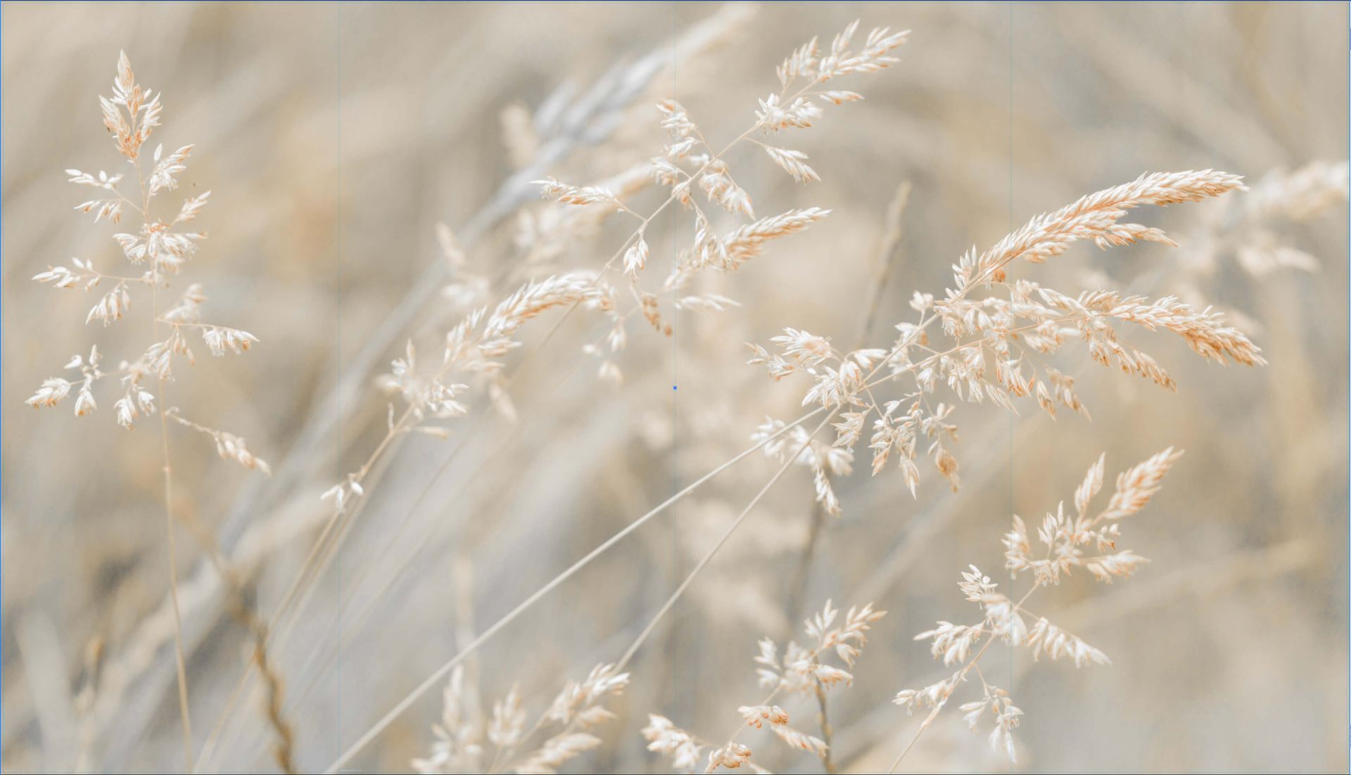 Close-up gras - Outlet - 470 x 265 cm main product photo