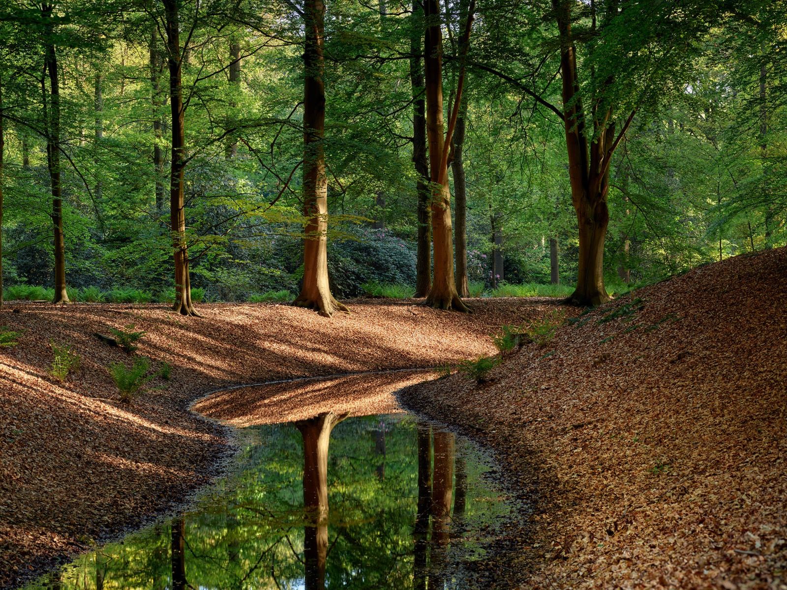 Ruisseau dans la forêt Ruisseau dans la forêt