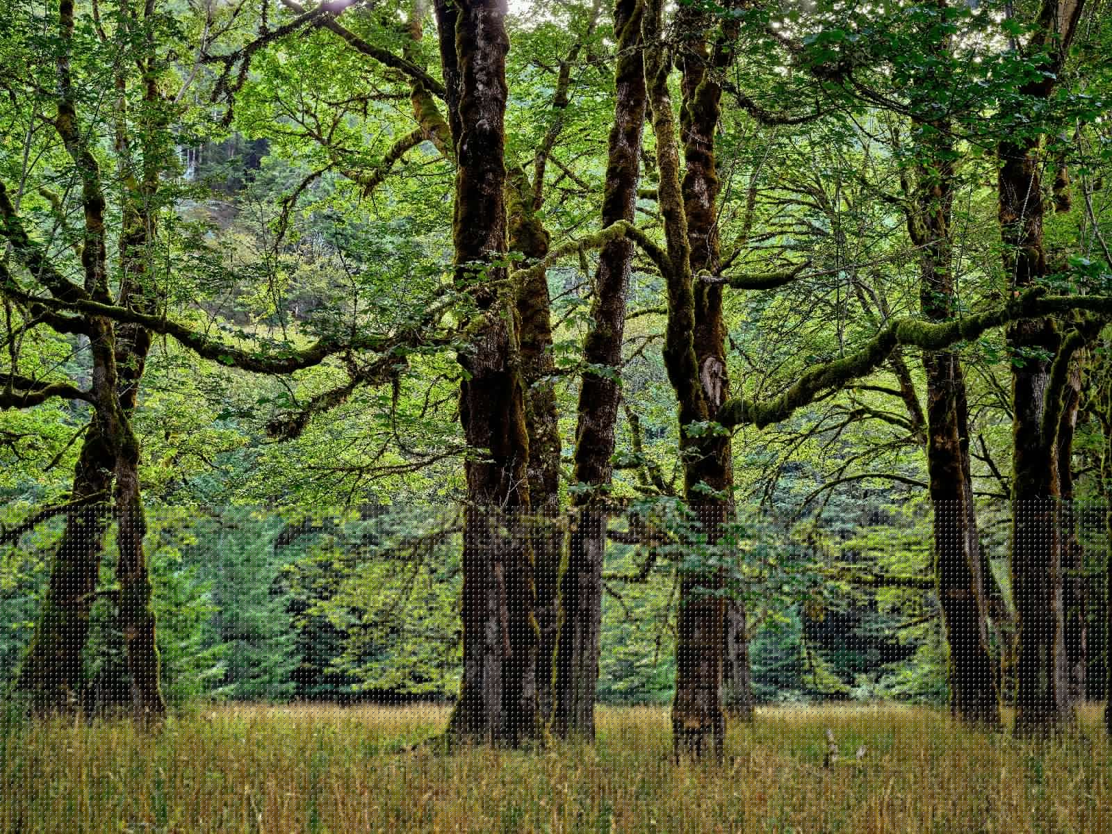 Arbres avec mousse
