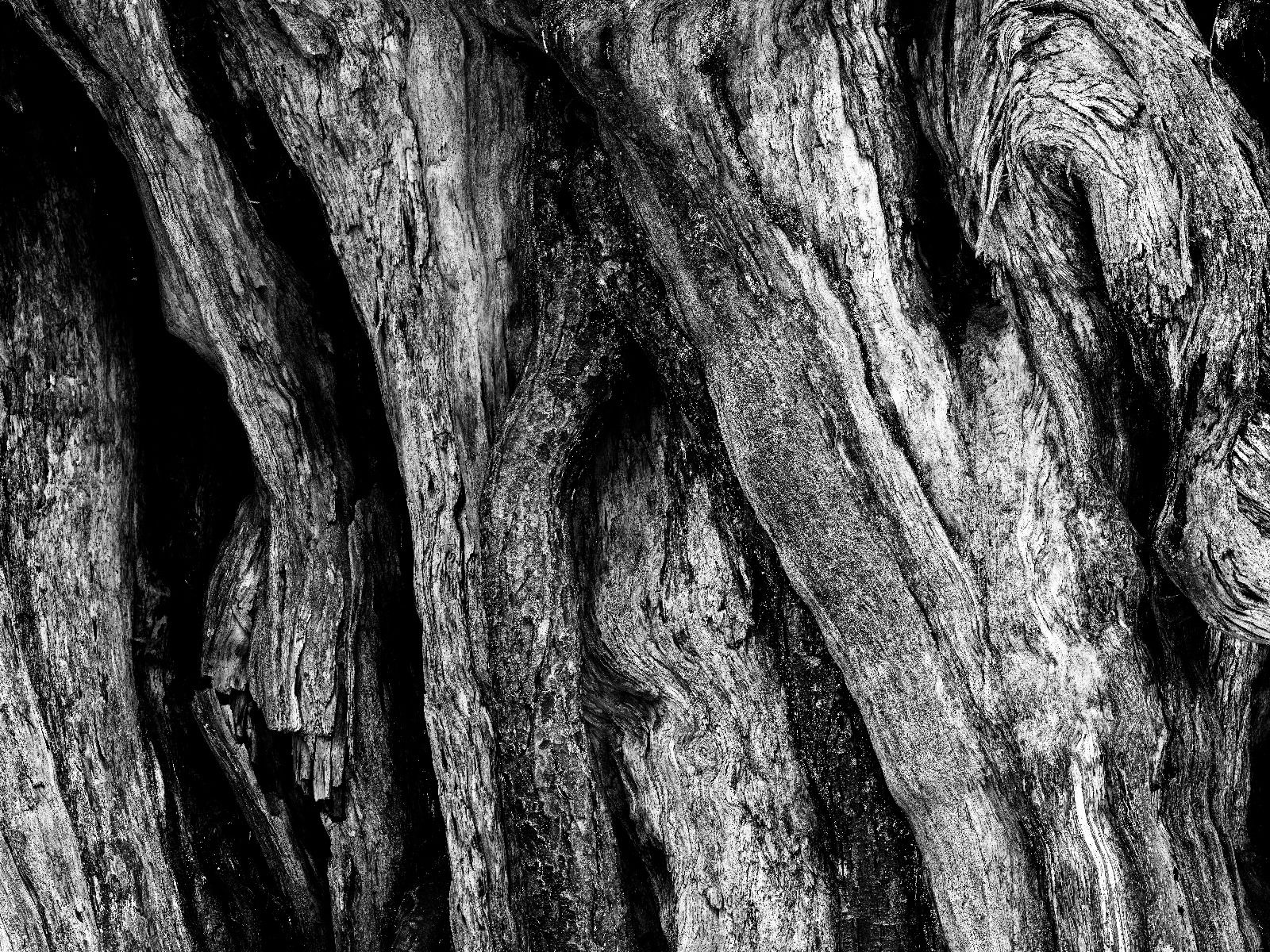 Arbre noir Arbre noir