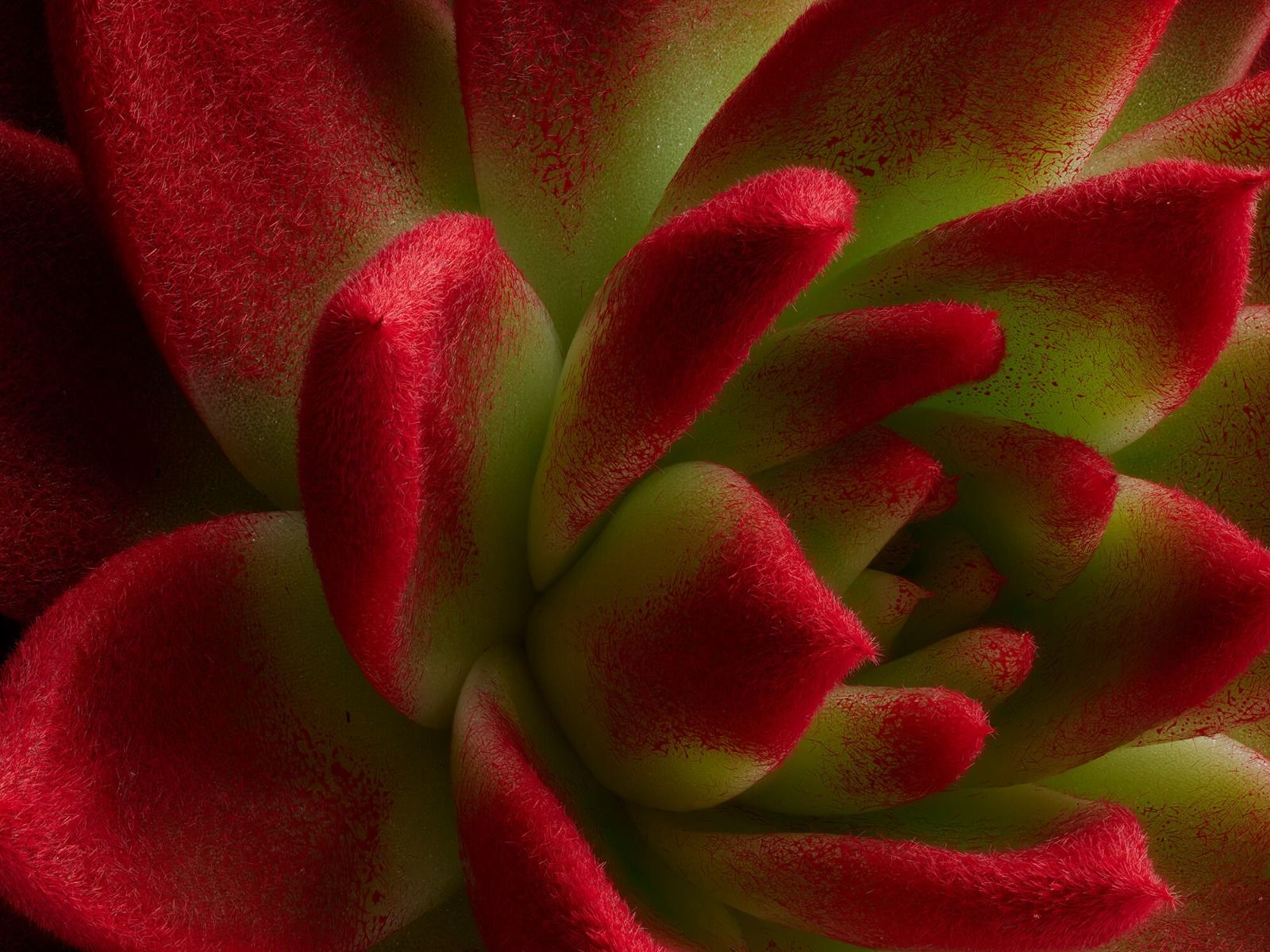Cactus rouge