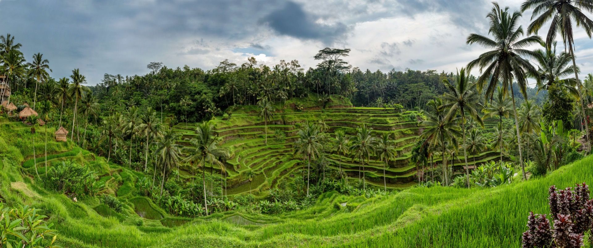 Les rizières thaïlandaises Les rizières thaïlandaises