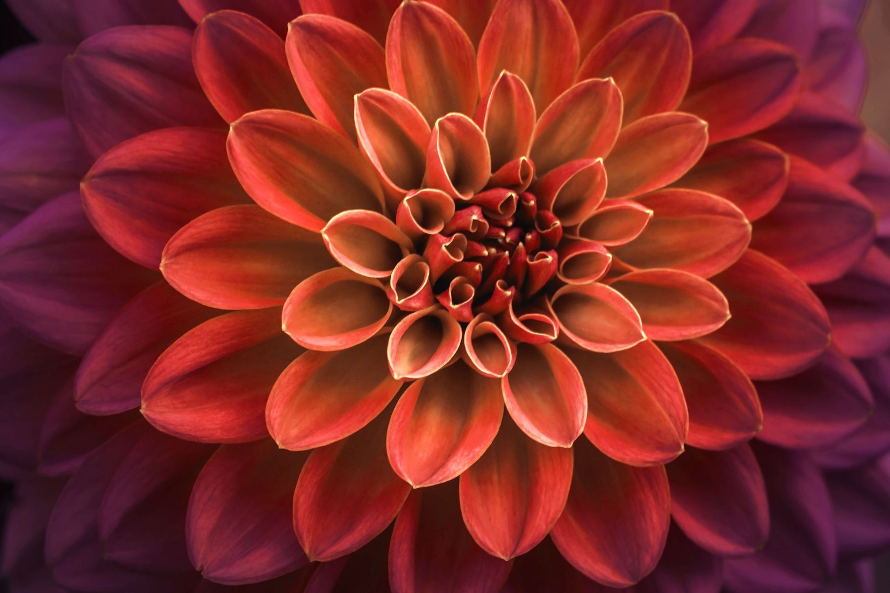 Dahlia coloré