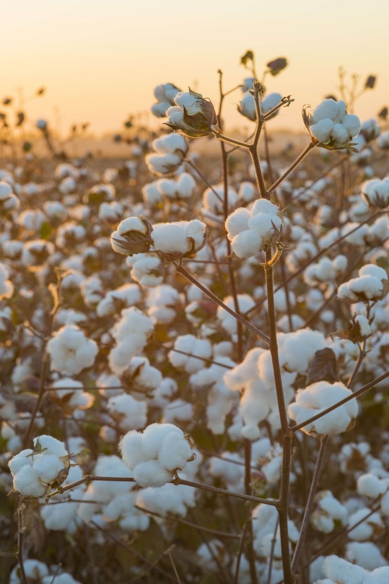 Champ de coton avec un ciel jaune doré
