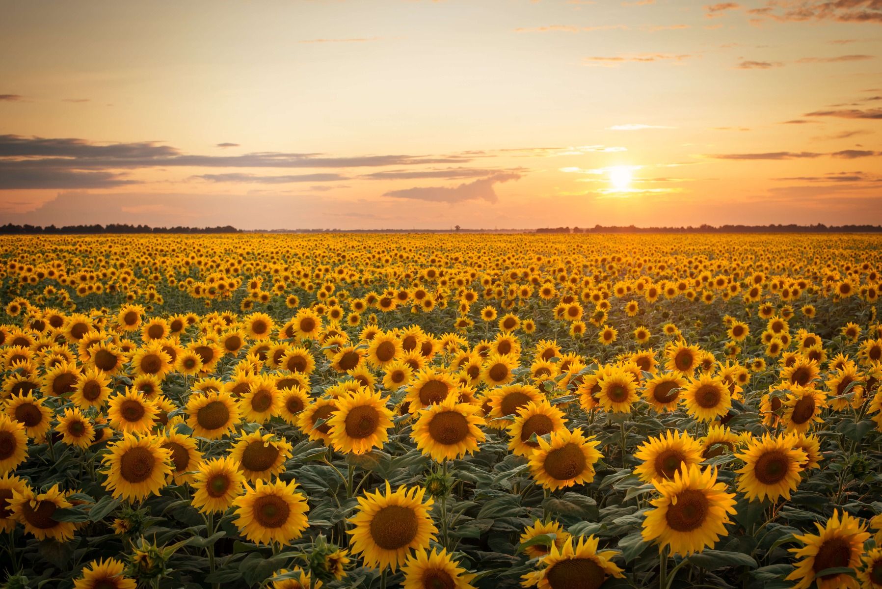 Champ de tournesol avec coucher de soleil - papier peint