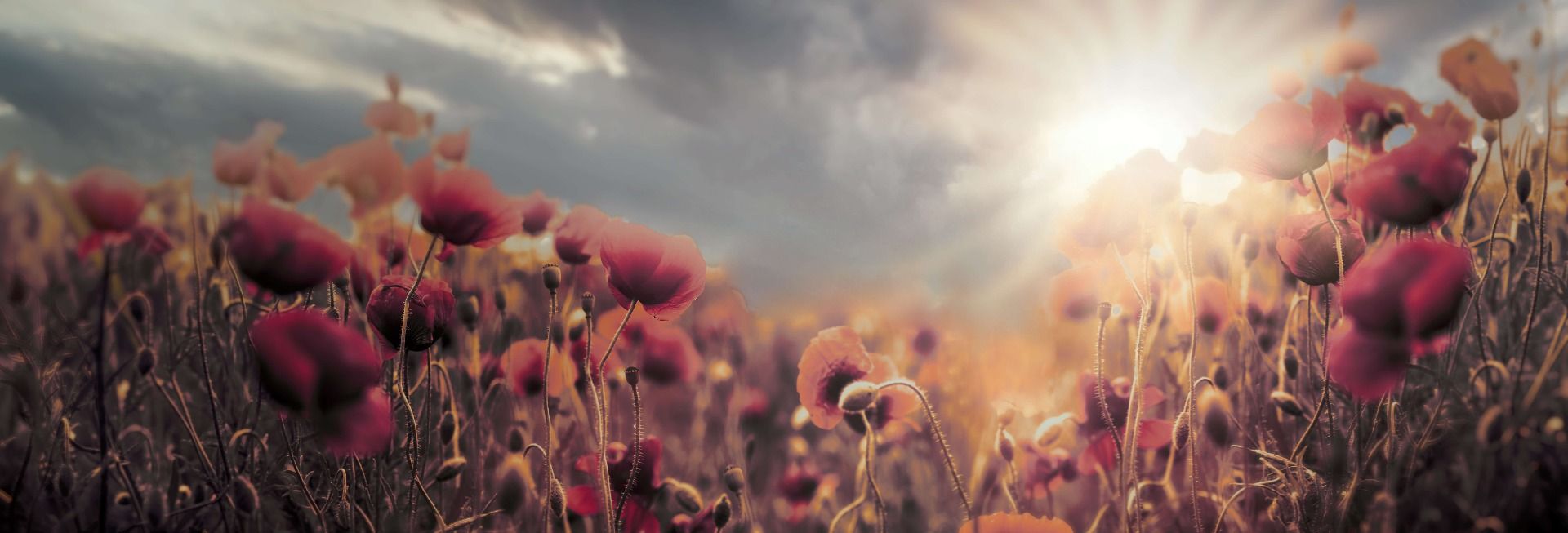 Coquelicots d'époque