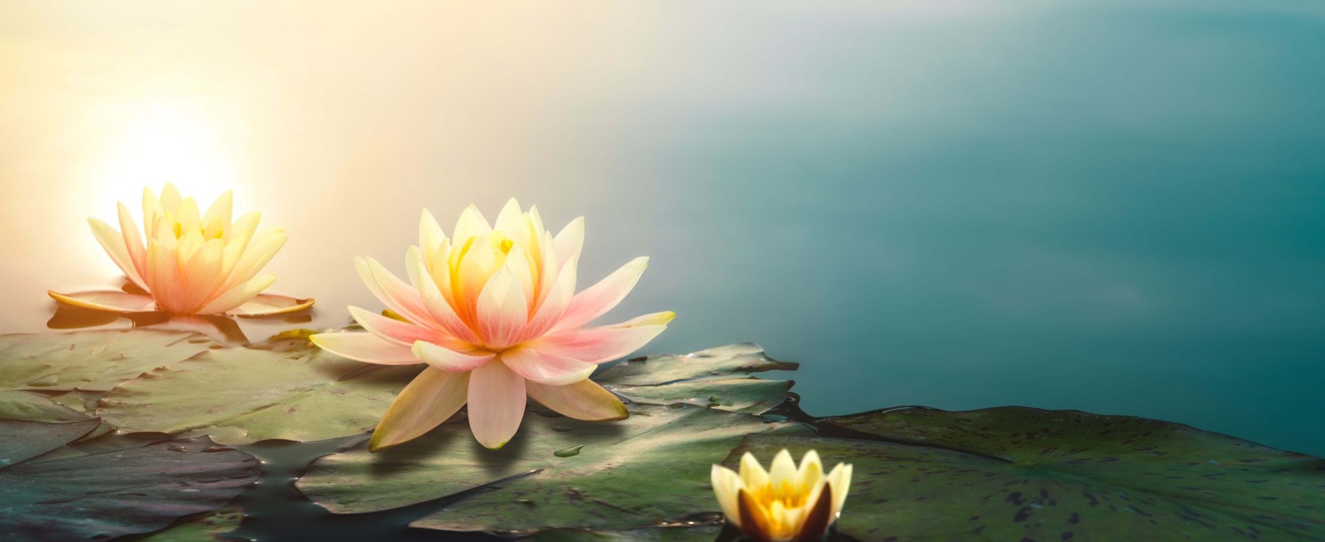 Étang avec fleurs de lotus