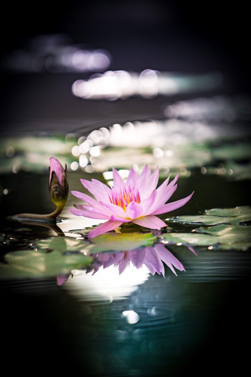 Fleur de lotus rose