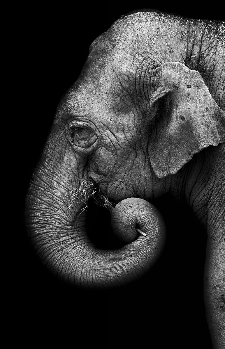 Portrait d'éléphant