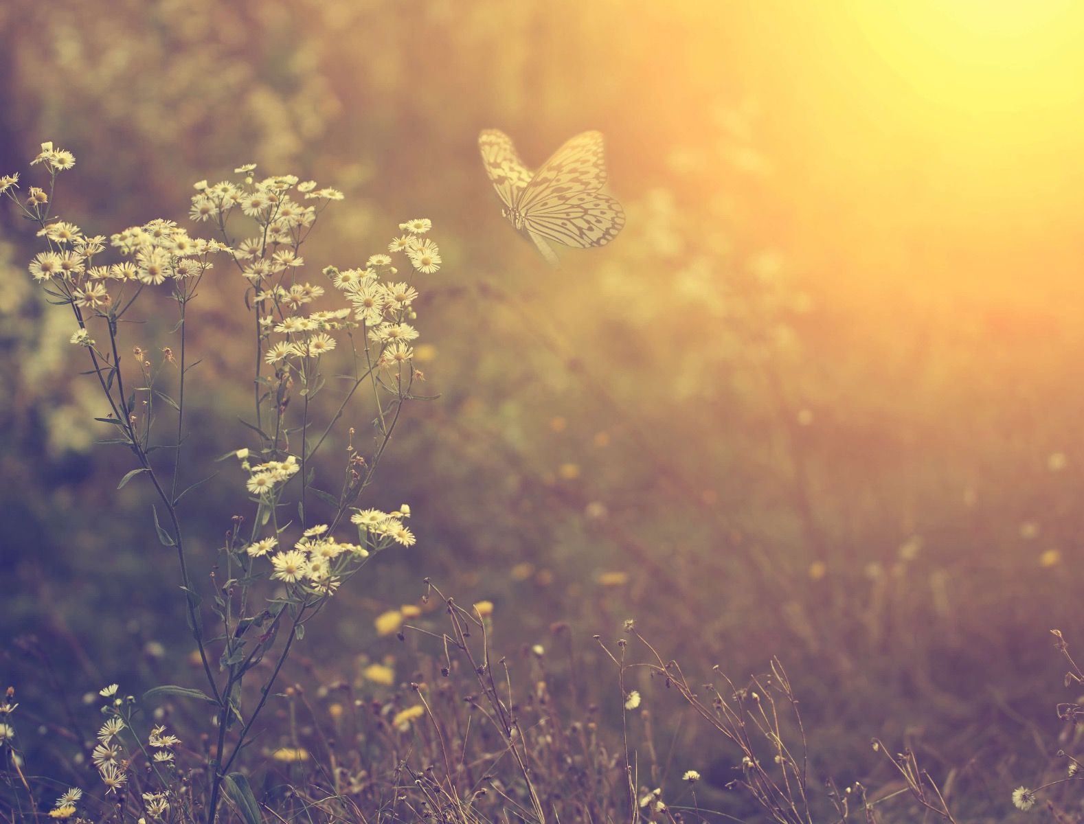 Papillon à fleurs