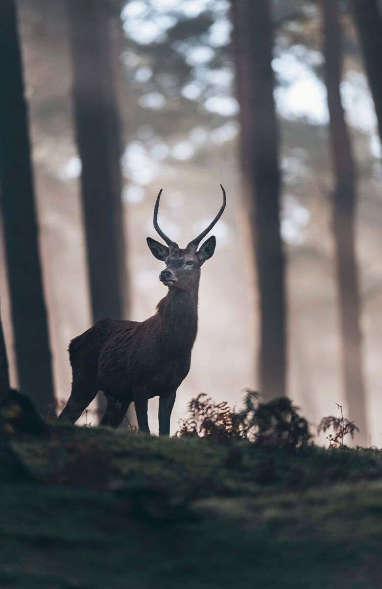 Cerf près des arbres Cerf près des arbres