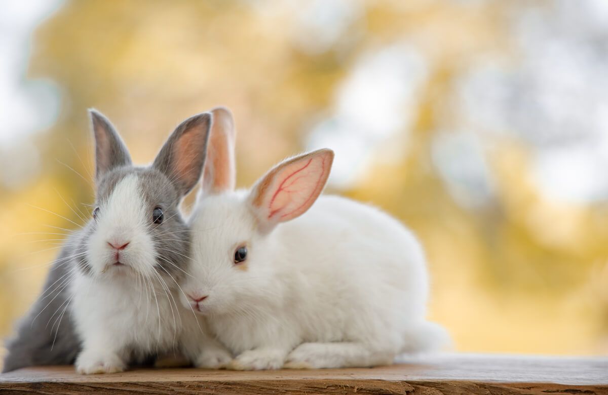 Gros plan sur des lapins main product photo