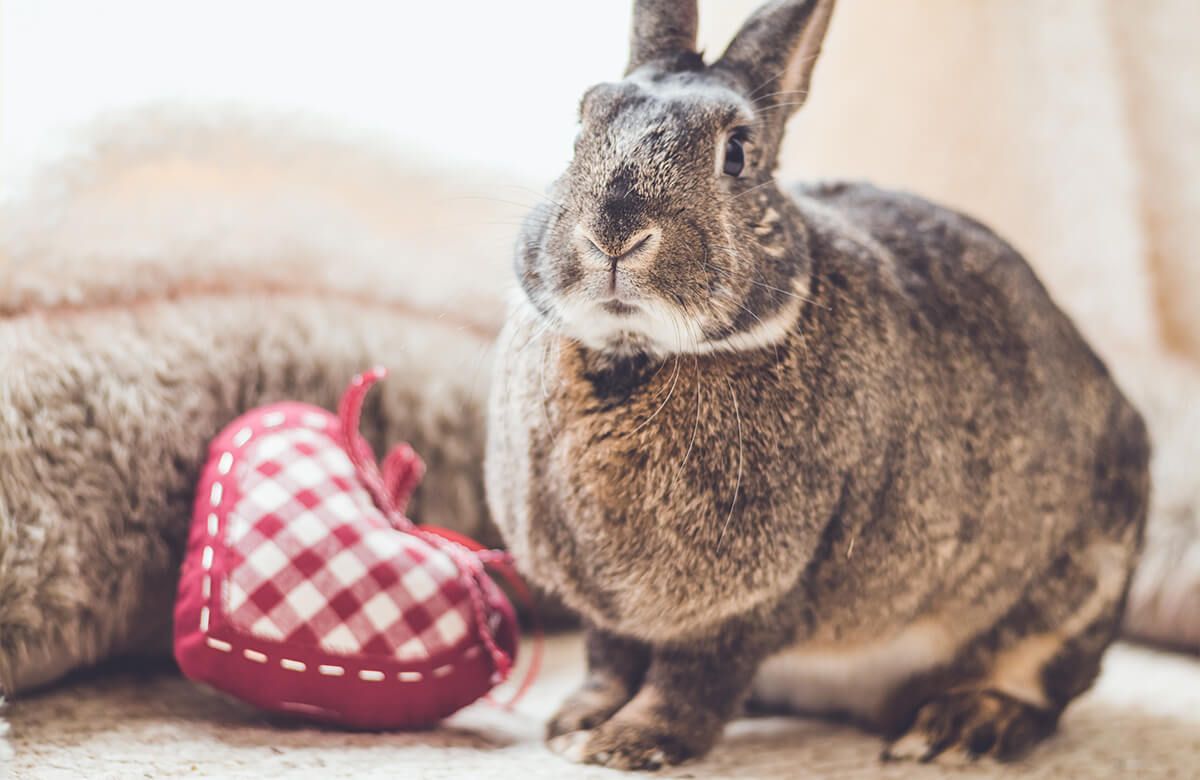 Lapin avec un cœur main product photo
