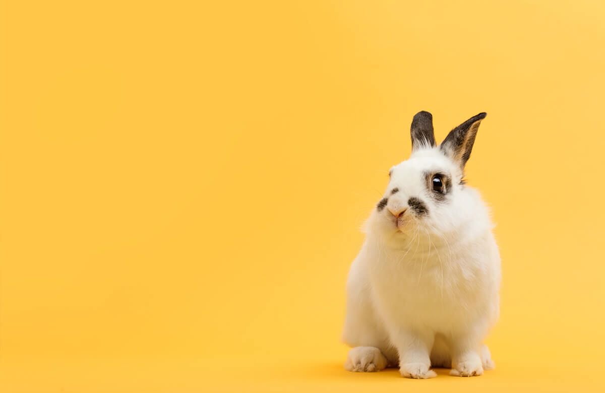Pose de lapin main product photo
