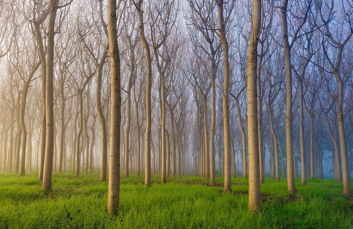Morning of the Forest main product photo