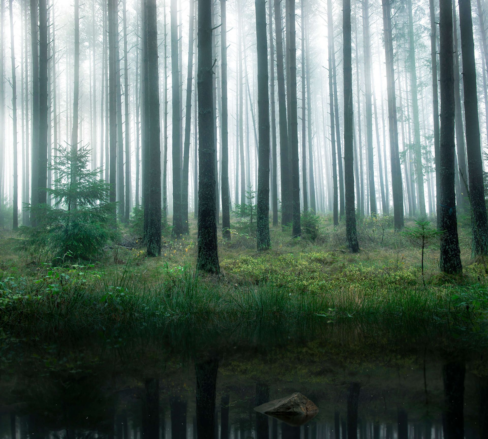 Lake in forest main product photo