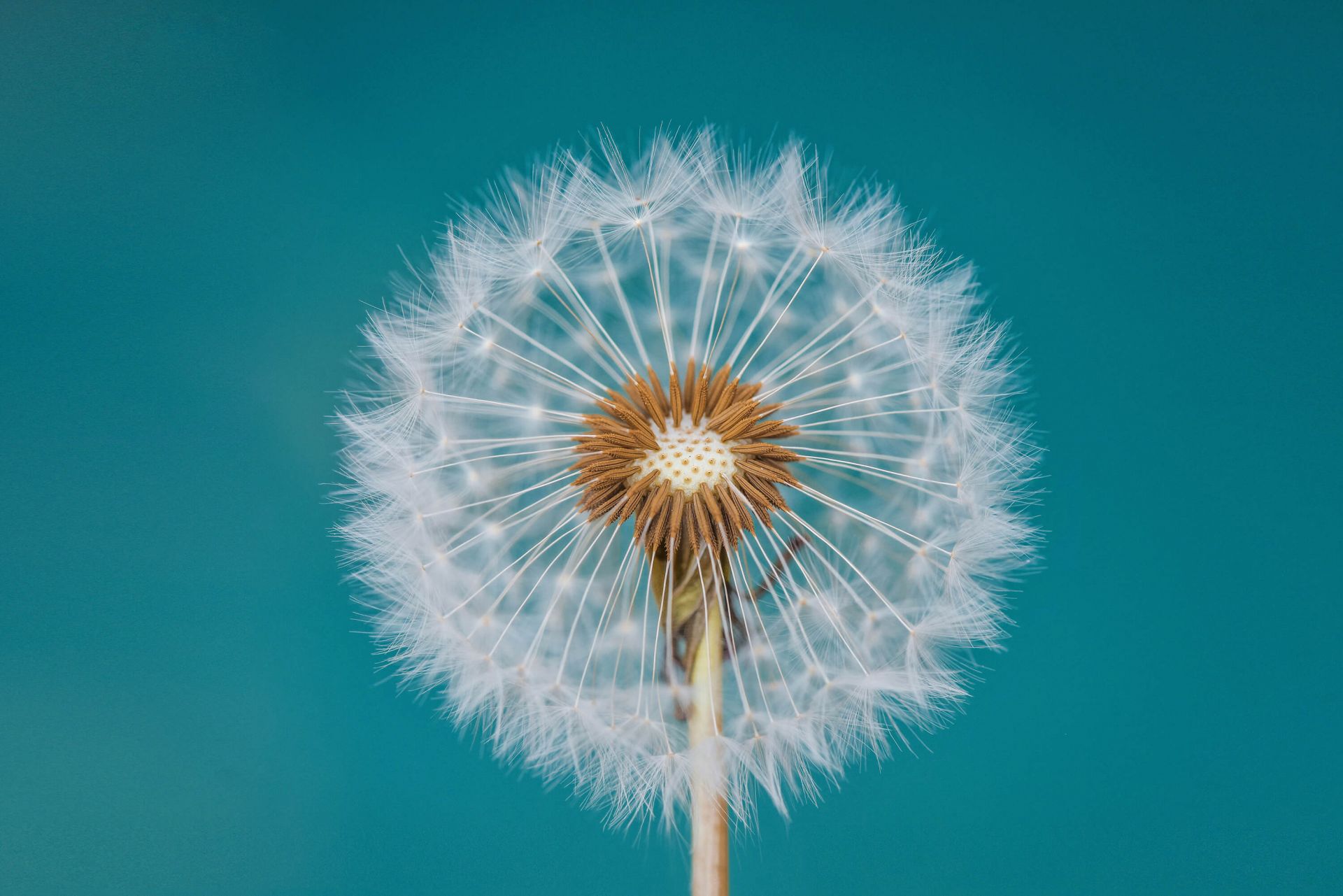 Dandelion main product photo