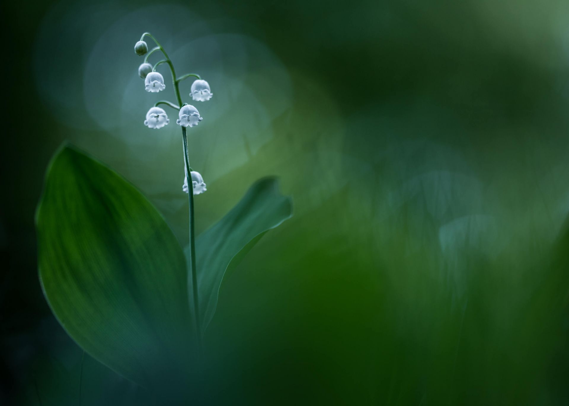 Lilly of the Valley main product photo