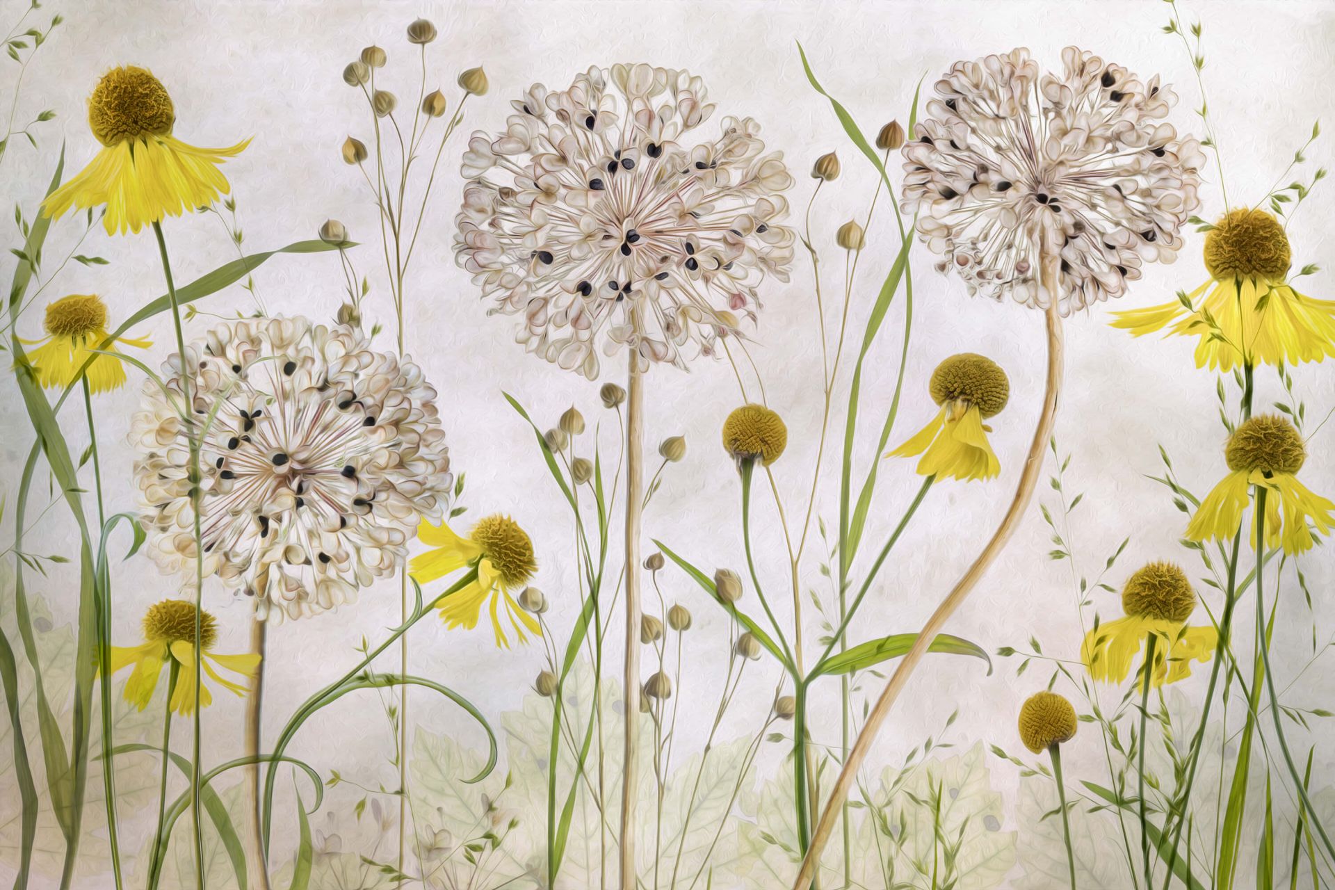 Alliums and heleniums main product photo