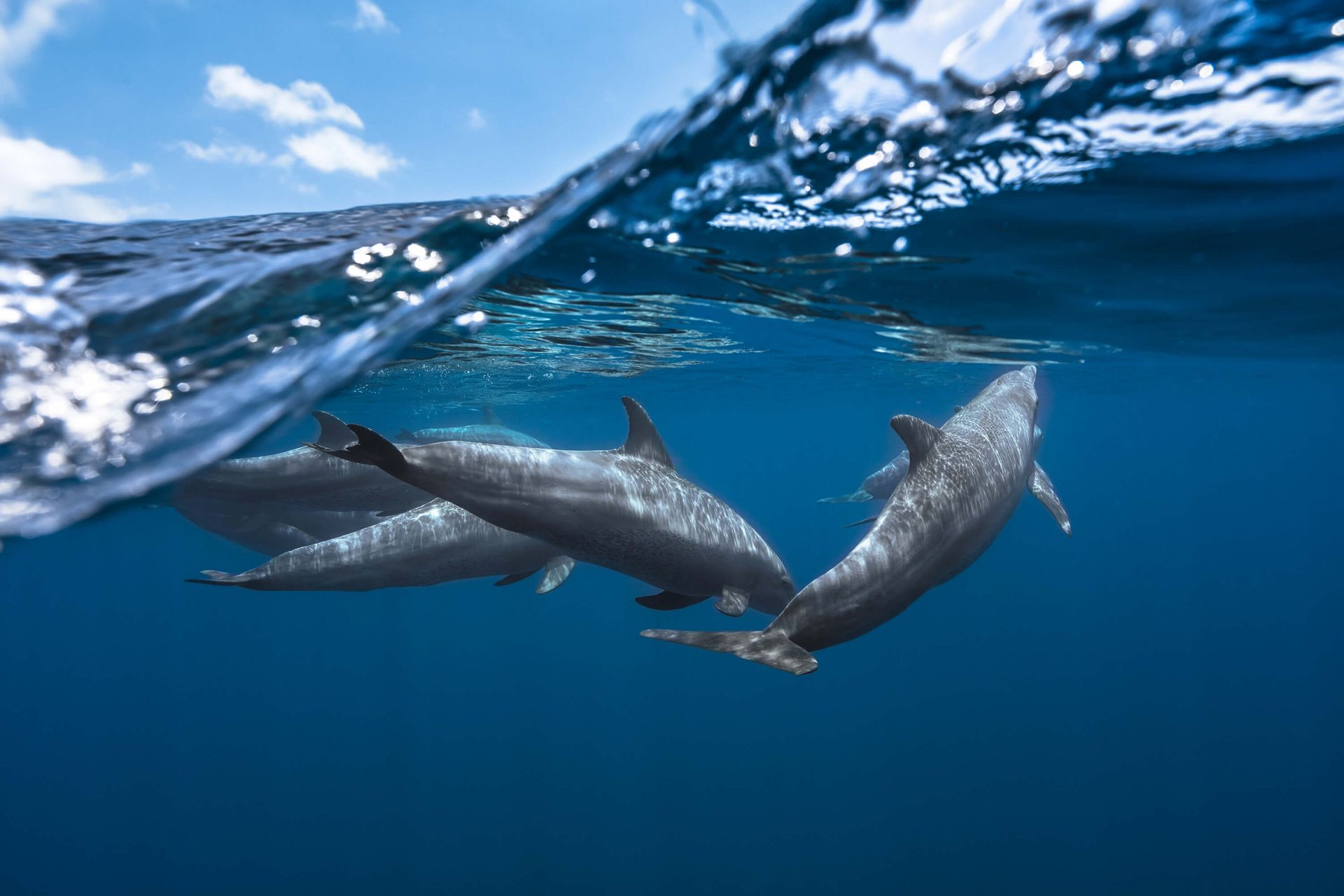 Dolphins main product photo