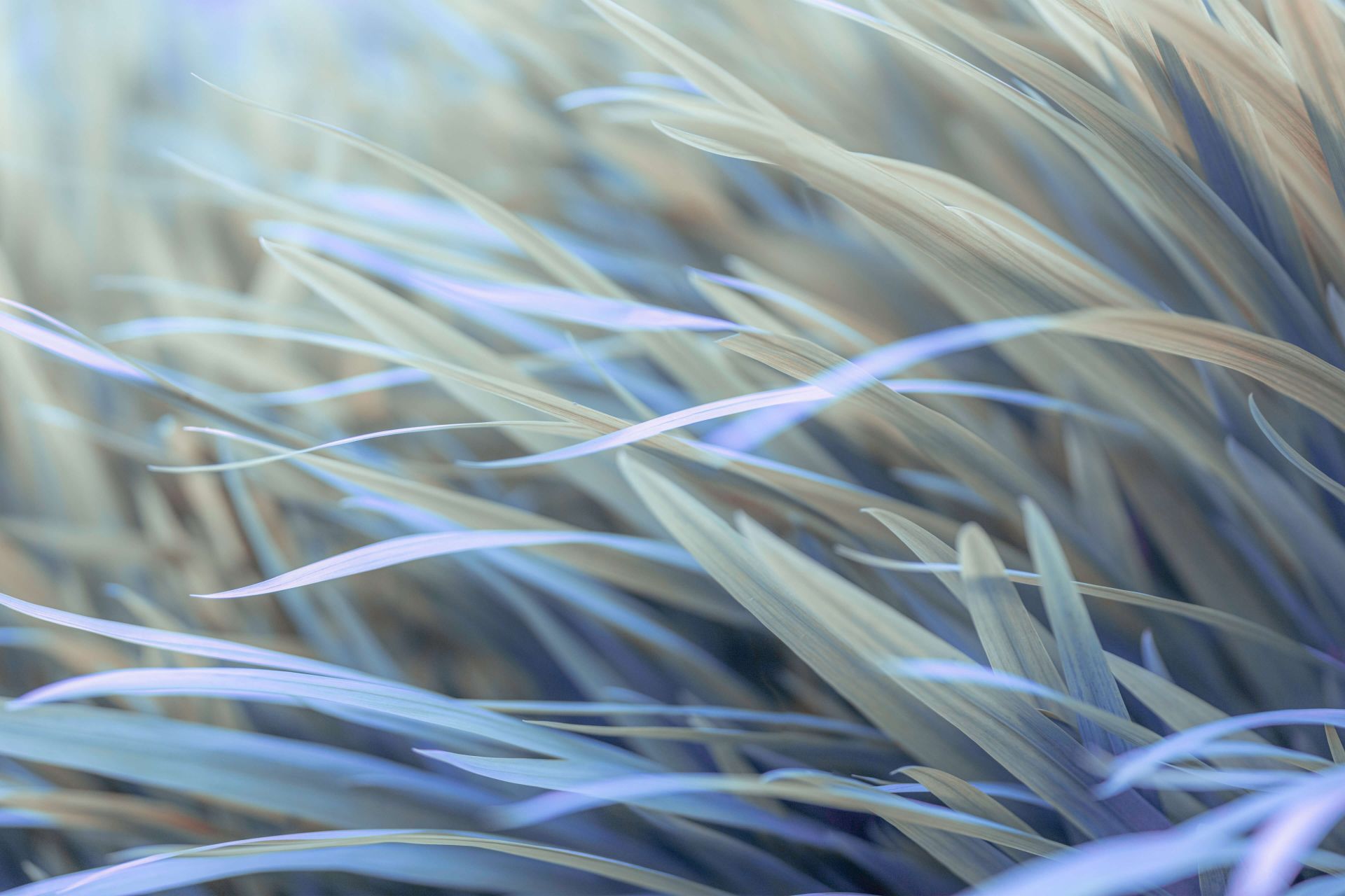 Grass