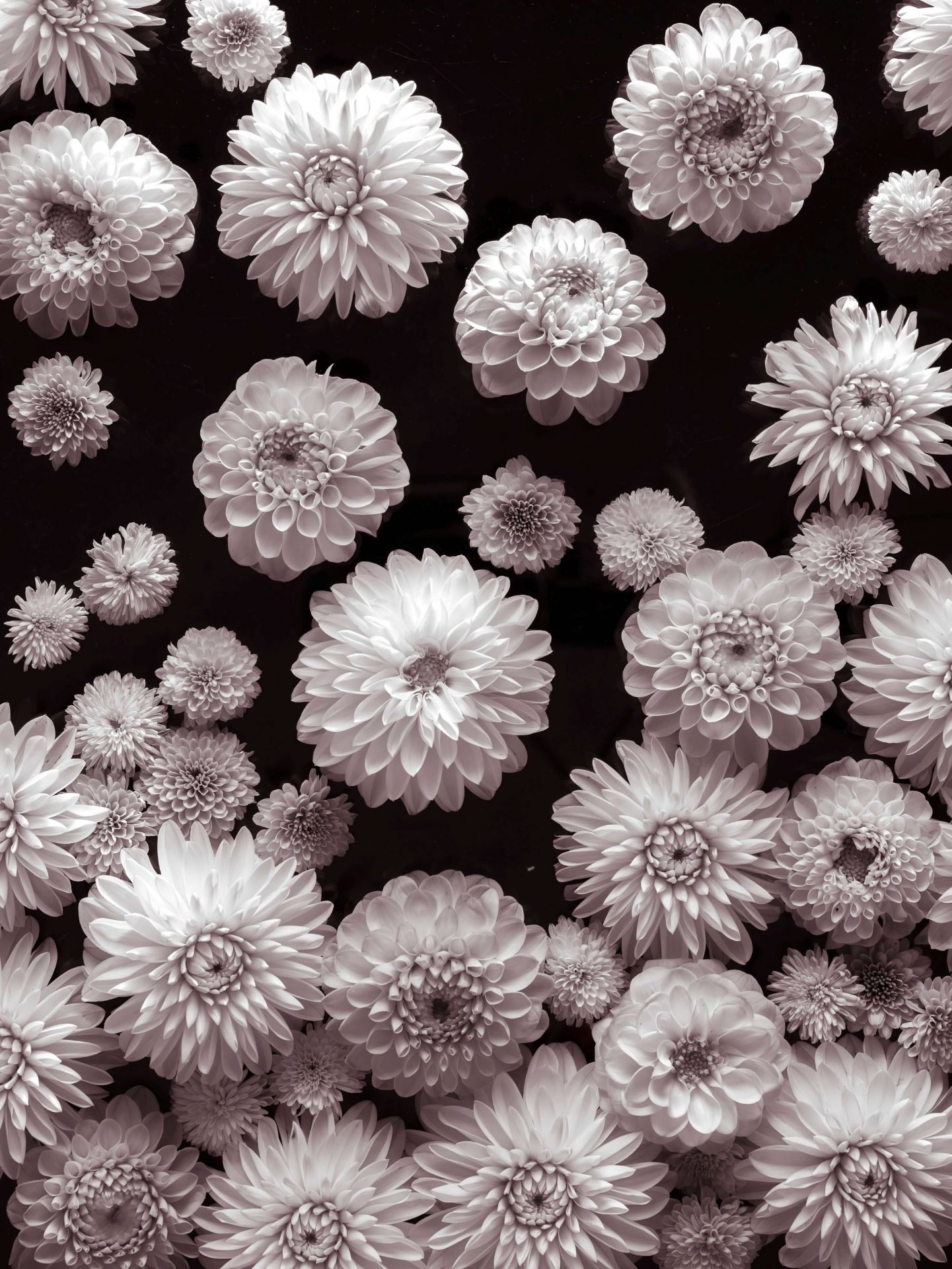 Fleurs de dahlia main product photo