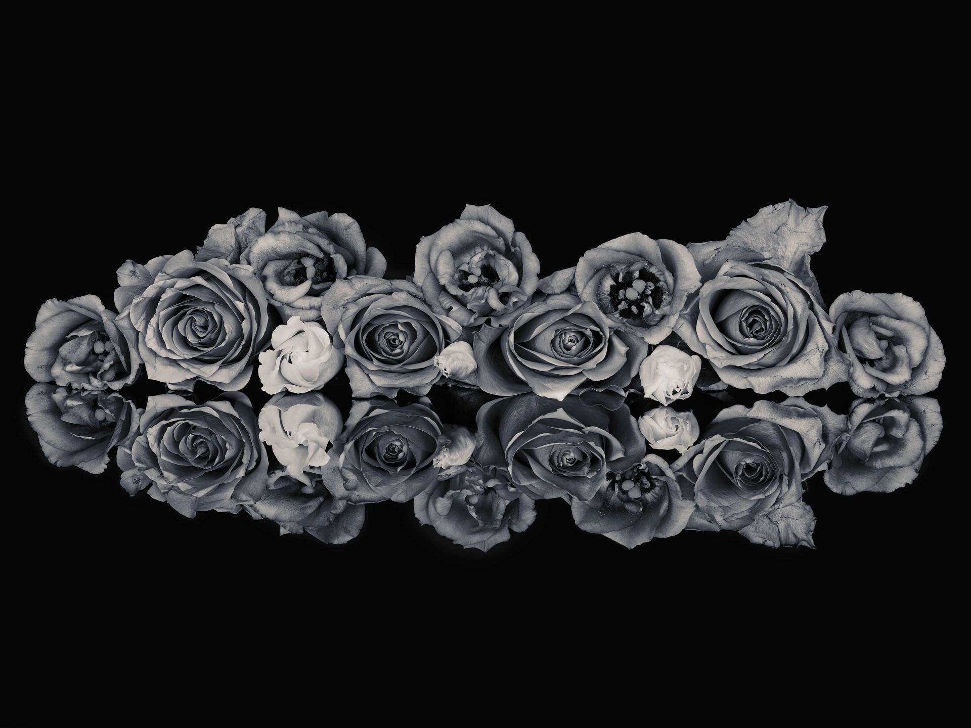 Bouquet de roses noir et blanc main product photo