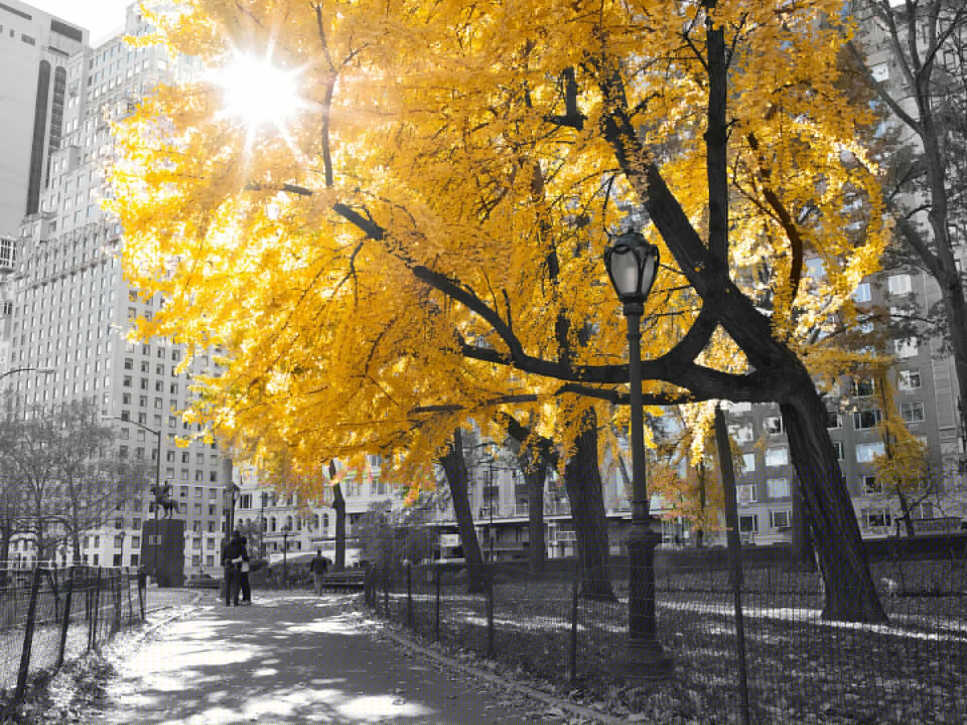 Un chemin à travers Central Park main product photo