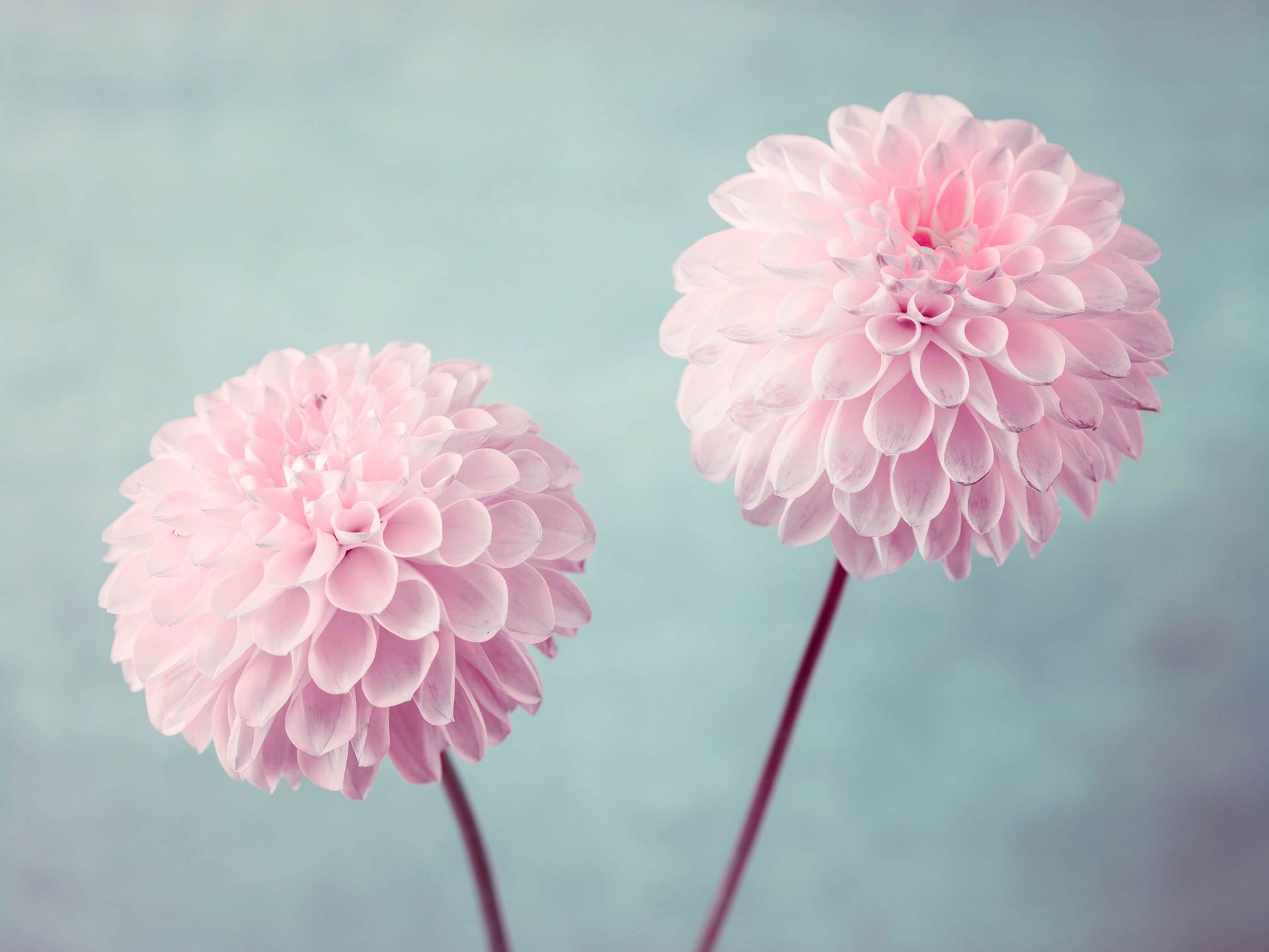 Deux fleurs de Dahlia main product photo