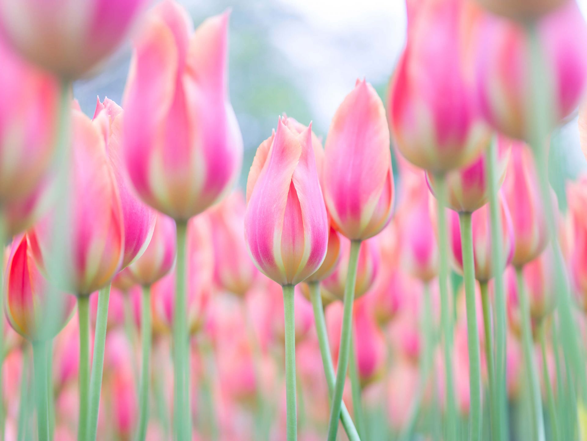 Gros plan sur des tulipes roses main product photo