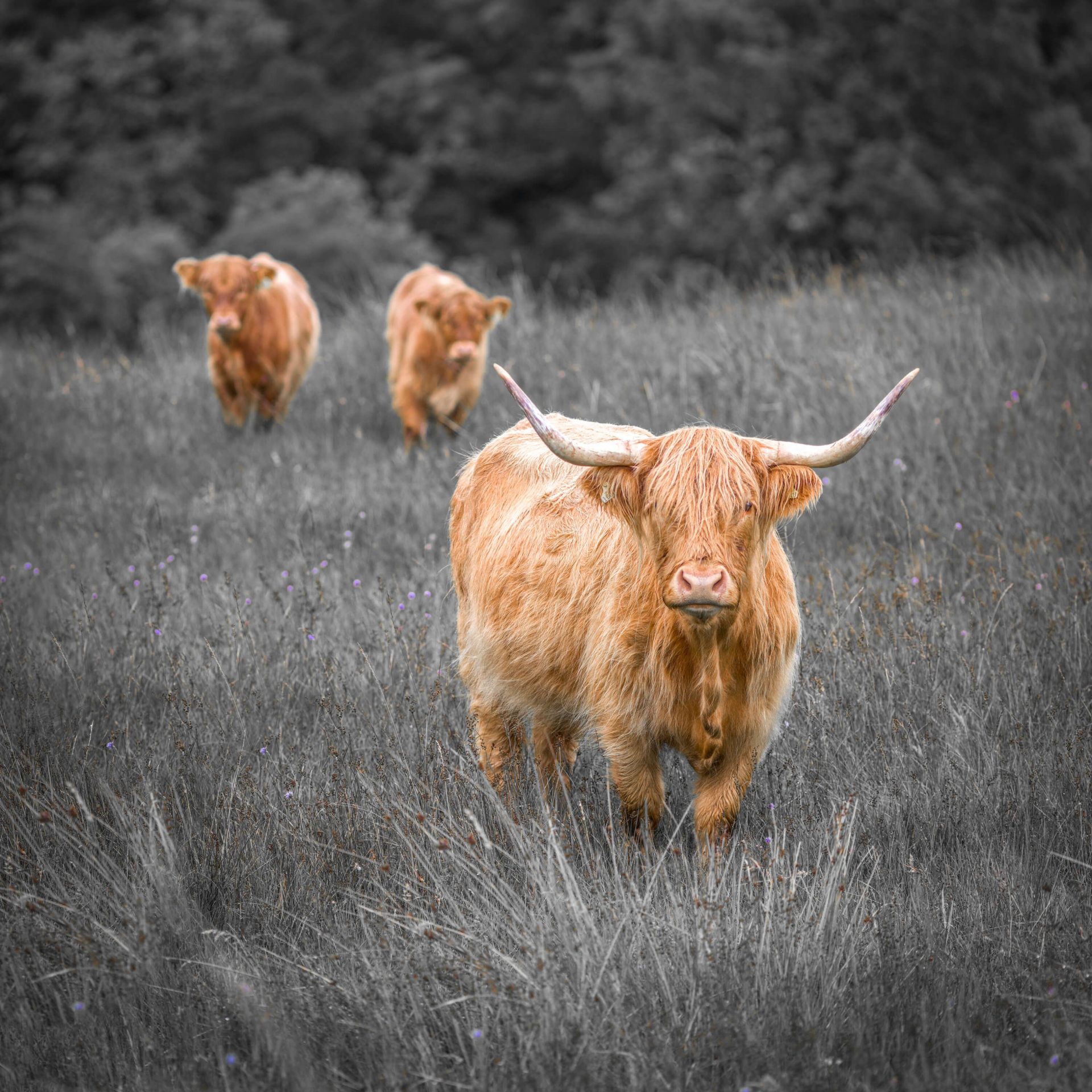 Les Highlanders près de la forêt main product photo