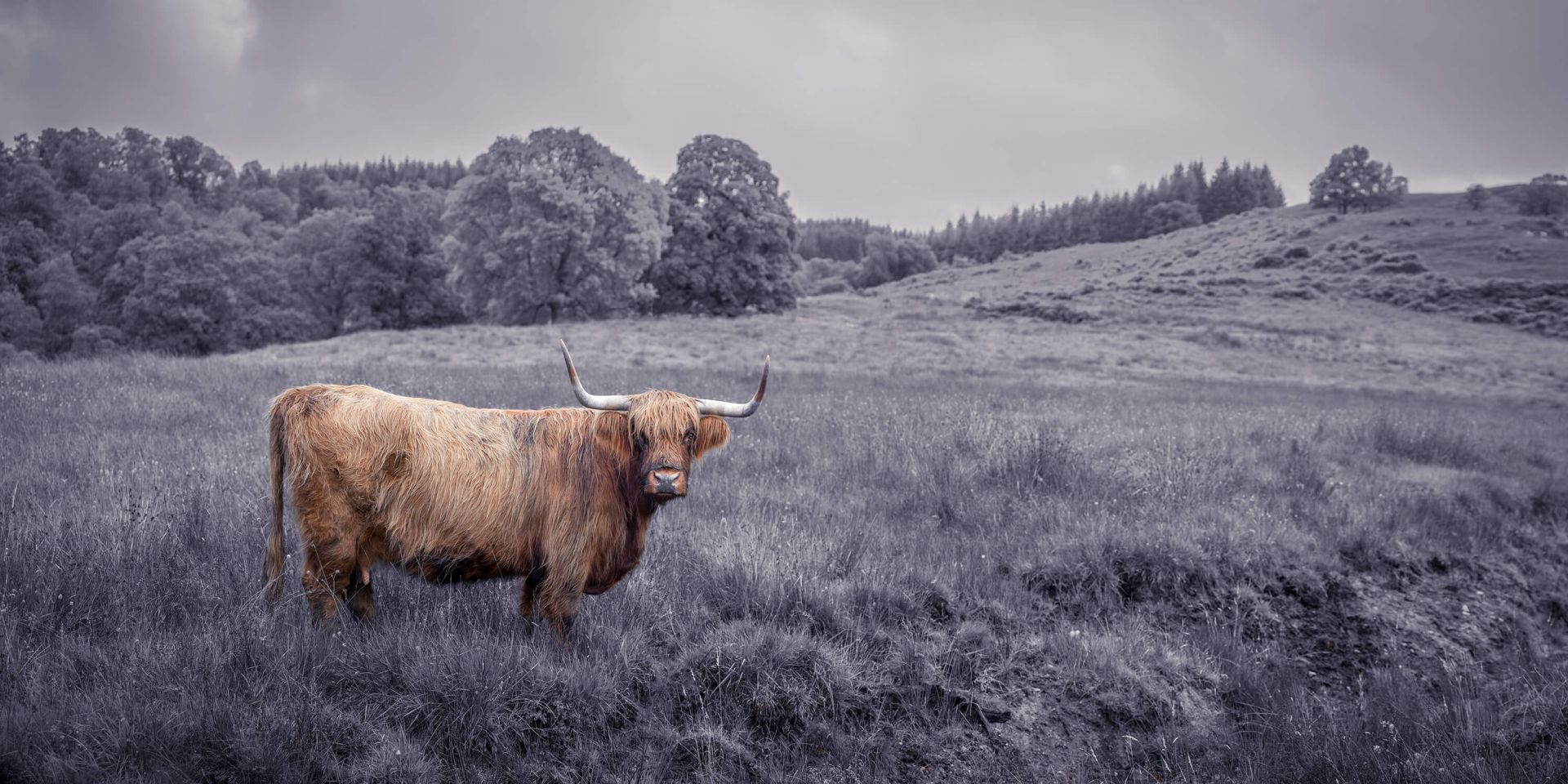 Encore un highlander main product photo