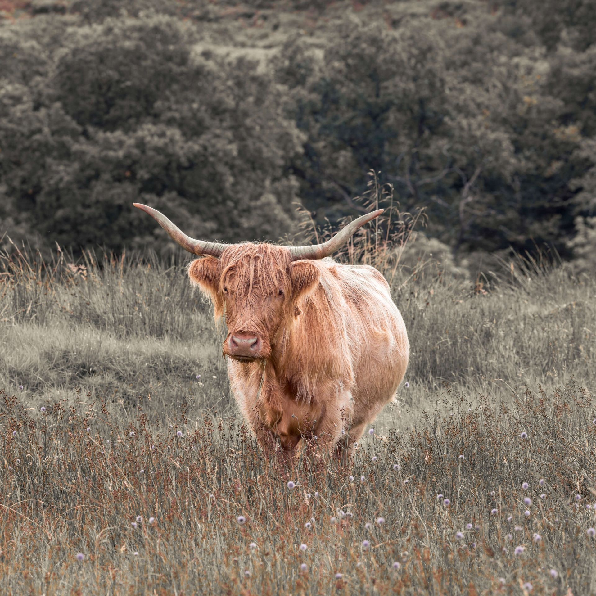 Highlander écossais dans un champ main product photo