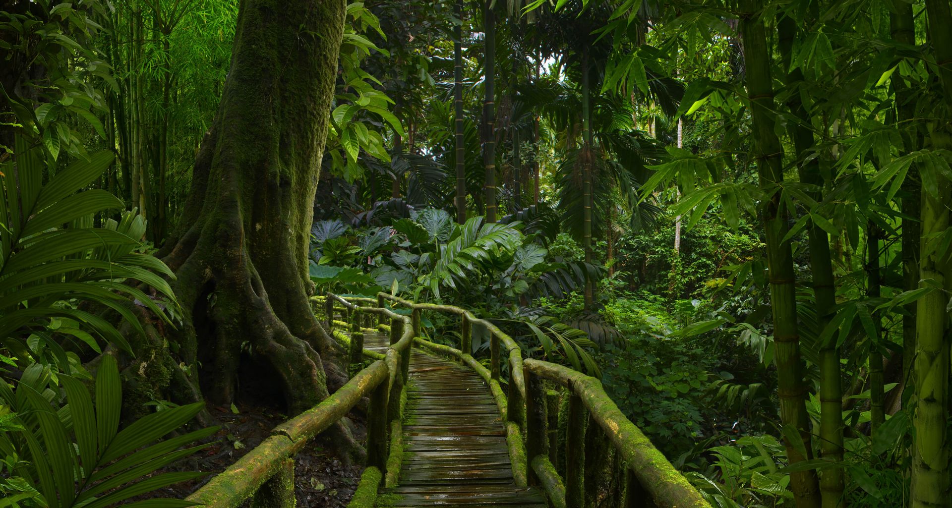 Pont étroit dans la jungle
